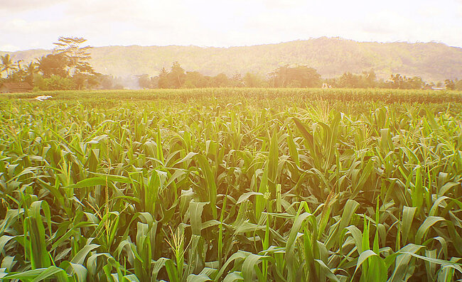 Un champ de maïs